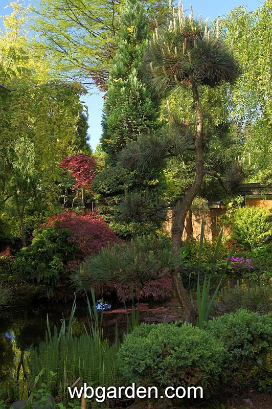 wbgarden spring 29.JPG